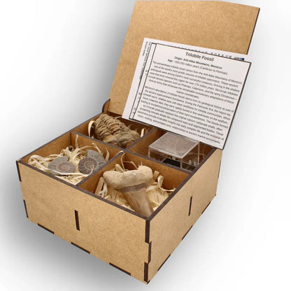 Get your From Ancient Seas to Falling Stars – A Fossil & Meteorite Treasure Chest online now or in store at Forever Gems in Franschhoek, South Africa