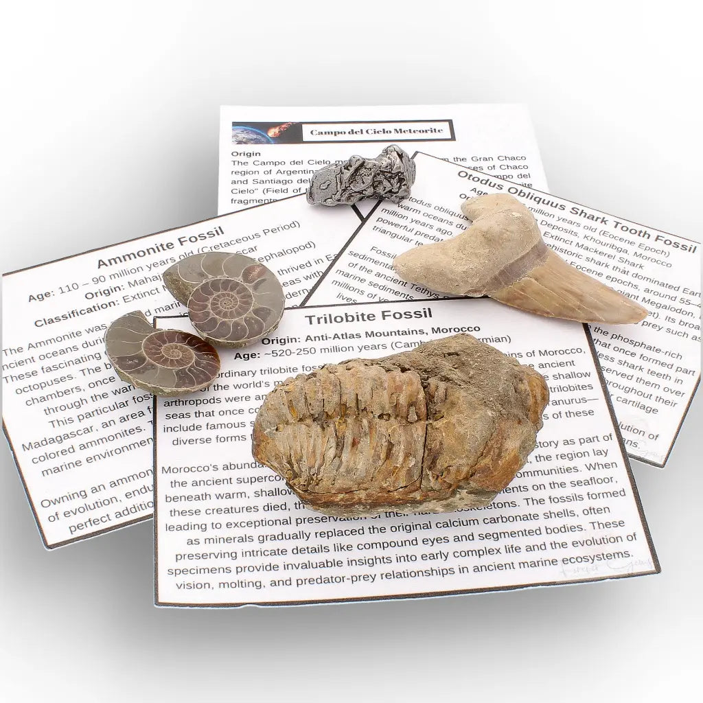 Get your From Ancient Seas to Falling Stars – A Fossil & Meteorite Treasure Chest online now or in store at Forever Gems in Franschhoek, South Africa