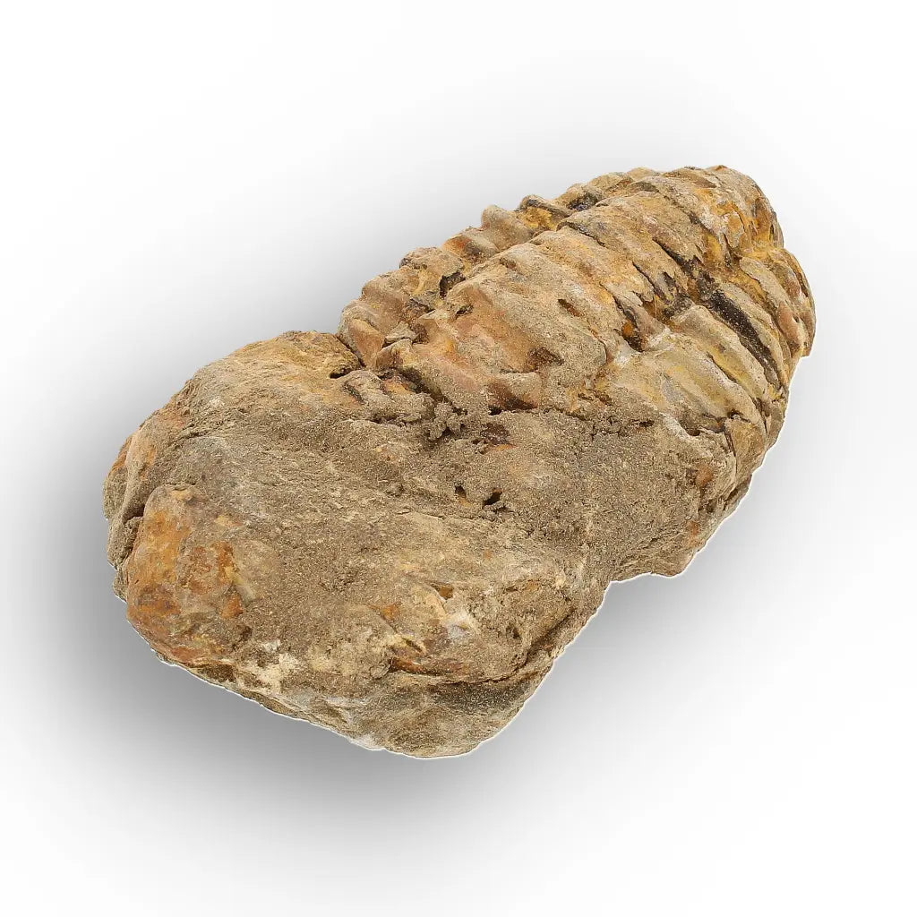 Get your From Ancient Seas to Falling Stars – A Fossil & Meteorite Treasure Chest online now or in store at Forever Gems in Franschhoek, South Africa