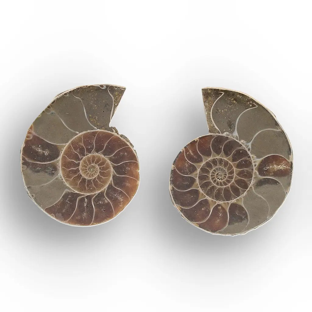 Get your From Ancient Seas to Falling Stars – A Fossil & Meteorite Treasure Chest online now or in store at Forever Gems in Franschhoek, South Africa