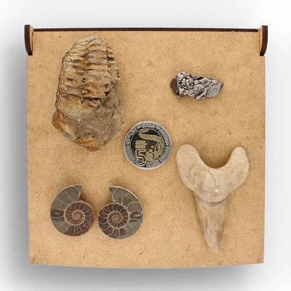 Get your From Ancient Seas to Falling Stars – A Fossil & Meteorite Treasure Chest online now or in store at Forever Gems in Franschhoek, South Africa