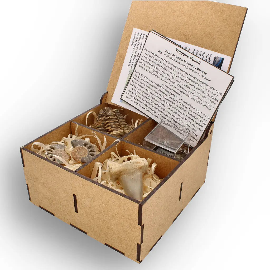 Get your From Ancient Seas to Falling Stars – A Fossil & Meteorite Treasure Chest online now or in store at Forever Gems in Franschhoek, South Africa