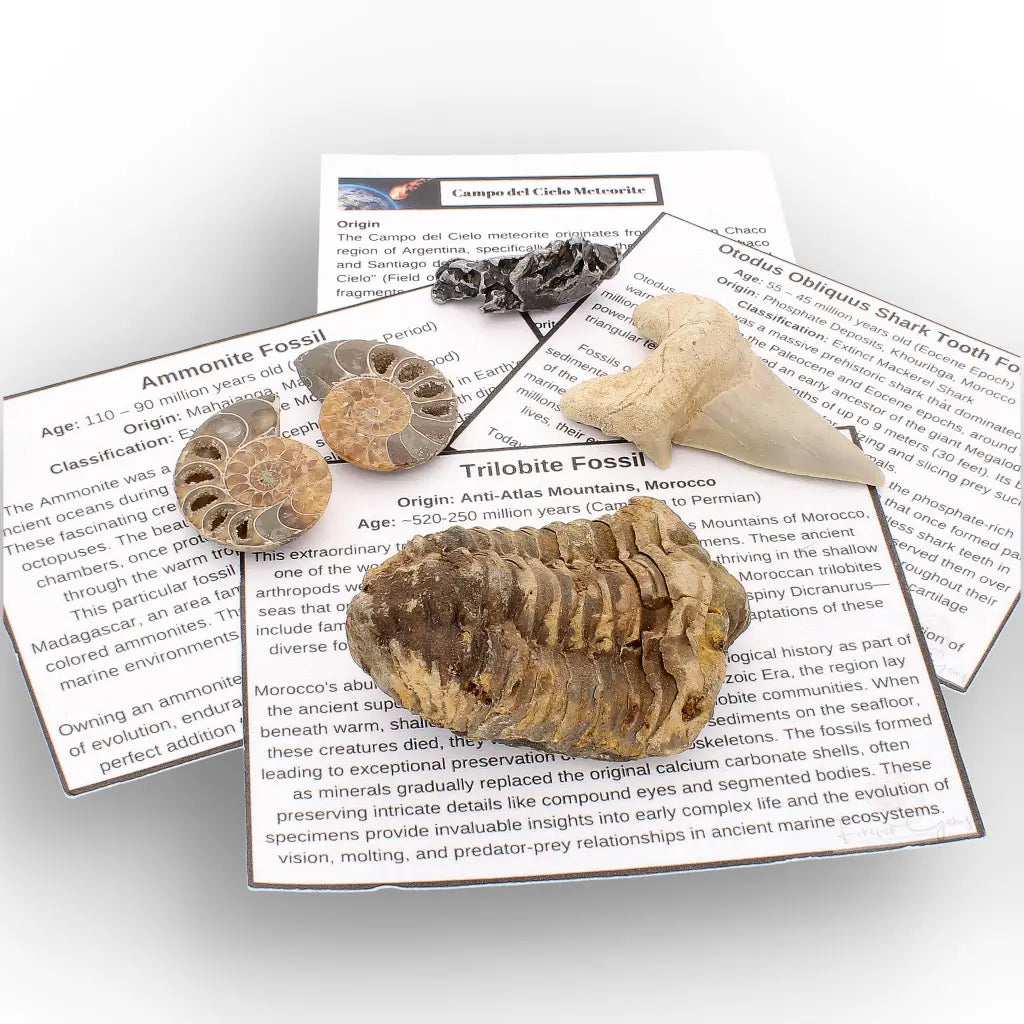 Get your From Ancient Seas to Falling Stars – A Fossil & Meteorite Treasure Chest online now or in store at Forever Gems in Franschhoek, South Africa