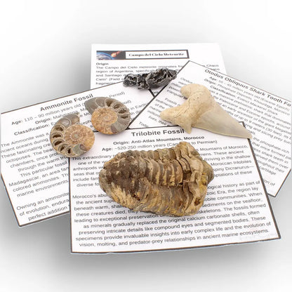 Get your From Ancient Seas to Falling Stars – A Fossil & Meteorite Treasure Chest online now or in store at Forever Gems in Franschhoek, South Africa