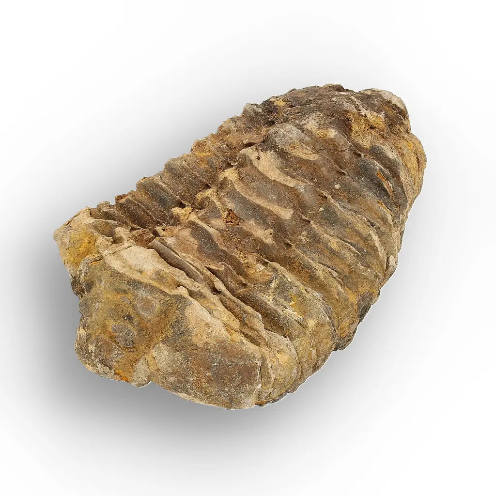 Get your From Ancient Seas to Falling Stars – A Fossil & Meteorite Treasure Chest online now or in store at Forever Gems in Franschhoek, South Africa