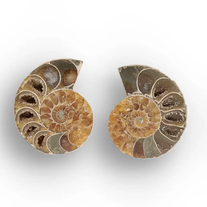 Get your From Ancient Seas to Falling Stars – A Fossil & Meteorite Treasure Chest online now or in store at Forever Gems in Franschhoek, South Africa