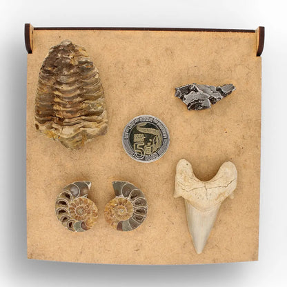 Get your From Ancient Seas to Falling Stars – A Fossil & Meteorite Treasure Chest online now or in store at Forever Gems in Franschhoek, South Africa