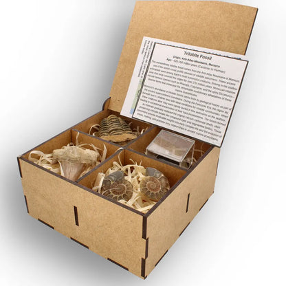 Get your From Ancient Seas to Falling Stars – A Fossil & Meteorite Treasure Chest online now or in store at Forever Gems in Franschhoek, South Africa