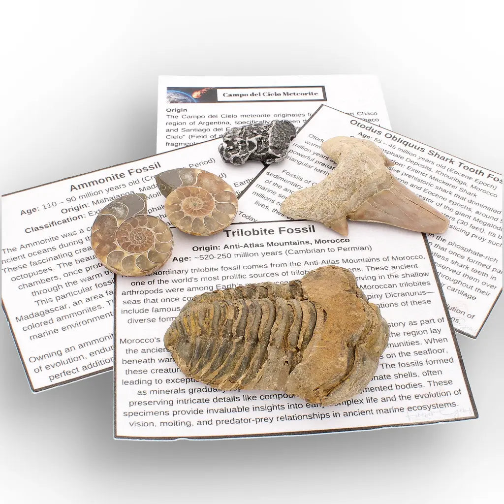 Get your From Ancient Seas to Falling Stars – A Fossil & Meteorite Treasure Chest online now or in store at Forever Gems in Franschhoek, South Africa