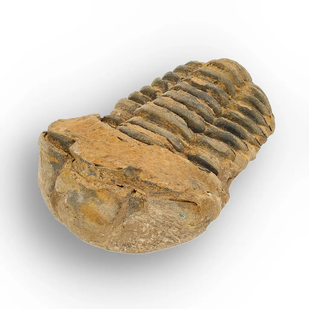Get your From Ancient Seas to Falling Stars – A Fossil & Meteorite Treasure Chest online now or in store at Forever Gems in Franschhoek, South Africa