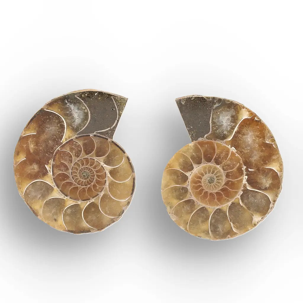 Get your From Ancient Seas to Falling Stars – A Fossil & Meteorite Treasure Chest online now or in store at Forever Gems in Franschhoek, South Africa