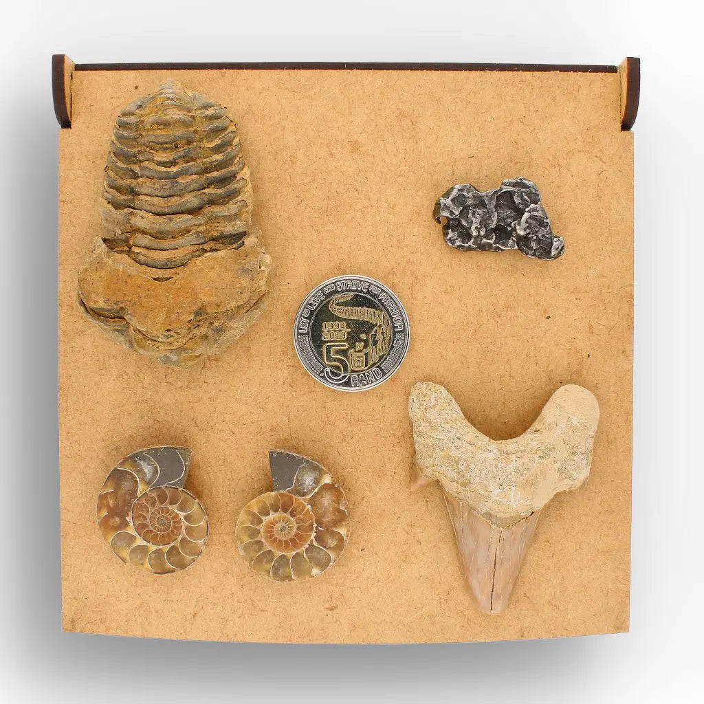Get your From Ancient Seas to Falling Stars – A Fossil & Meteorite Treasure Chest online now or in store at Forever Gems in Franschhoek, South Africa