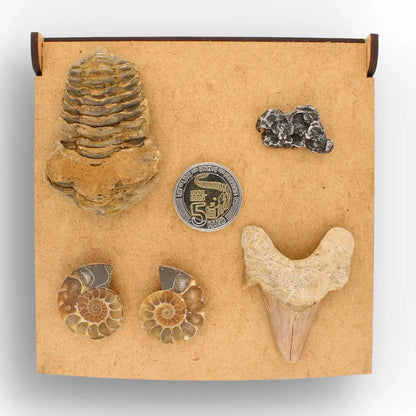Get your From Ancient Seas to Falling Stars – A Fossil & Meteorite Treasure Chest online now or in store at Forever Gems in Franschhoek, South Africa