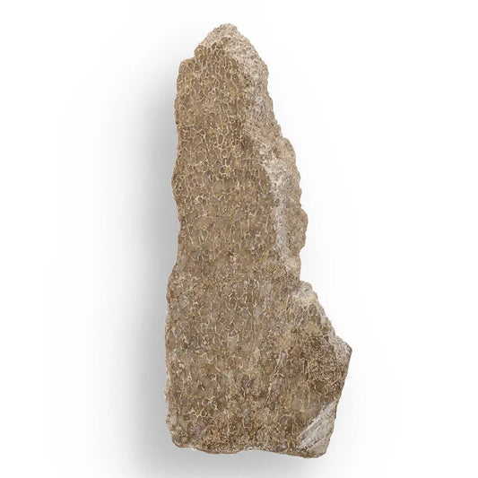 Buy your Ancient Agatized Bone with Silicified Patterns online now or in store at Forever Gems in Franschhoek, South Africa