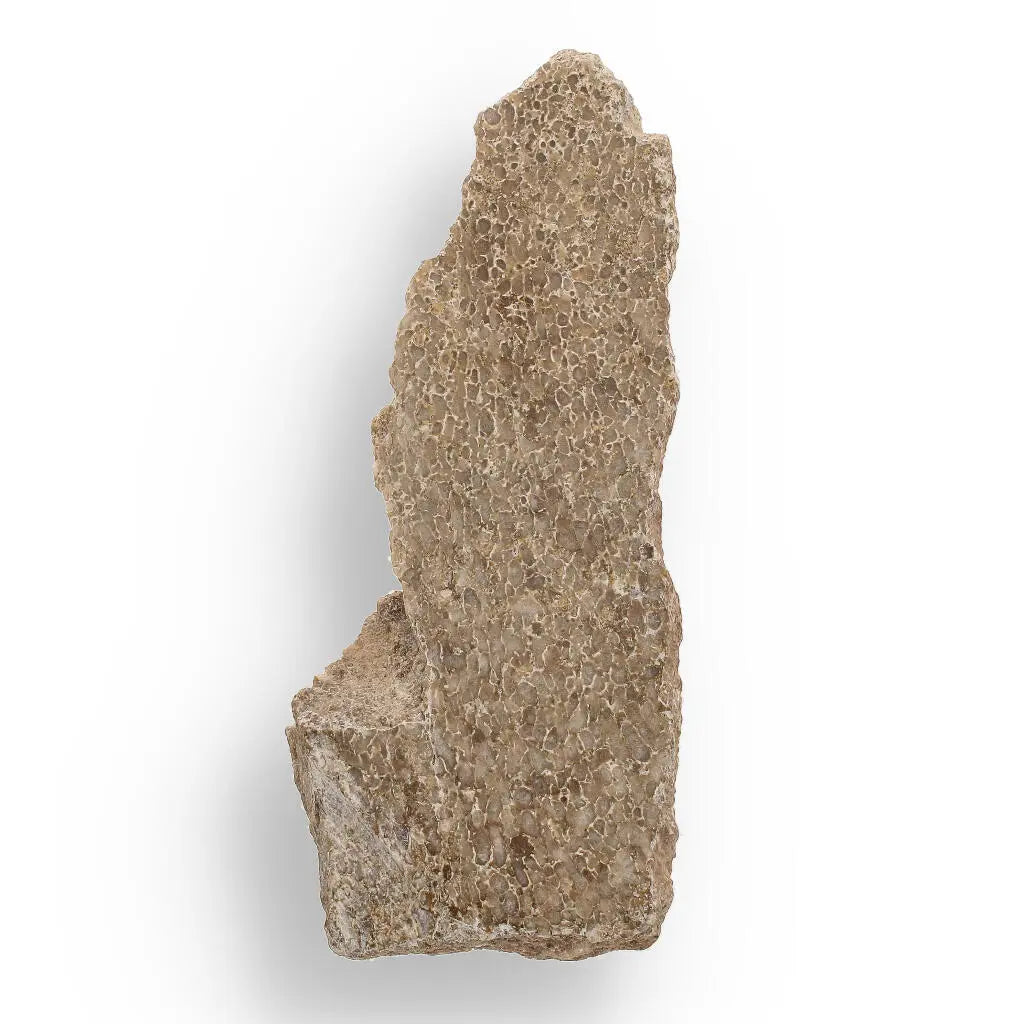 Buy your Ancient Agatized Bone with Silicified Patterns online now or in store at Forever Gems in Franschhoek, South Africa
