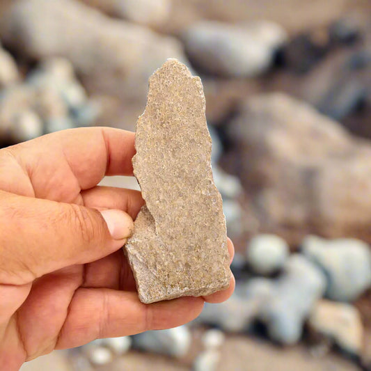 Buy your Ancient Agatized Bone with Silicified Patterns online now or in store at Forever Gems in Franschhoek, South Africa