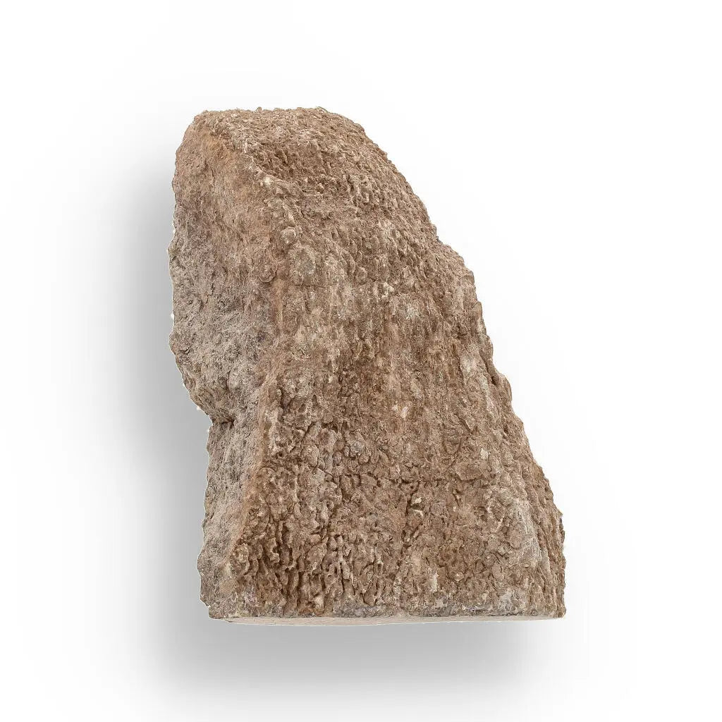 Buy your Timeless Sauropod Fossil, Polished Perfection online now or in store at Forever Gems in Franschhoek, South Africa