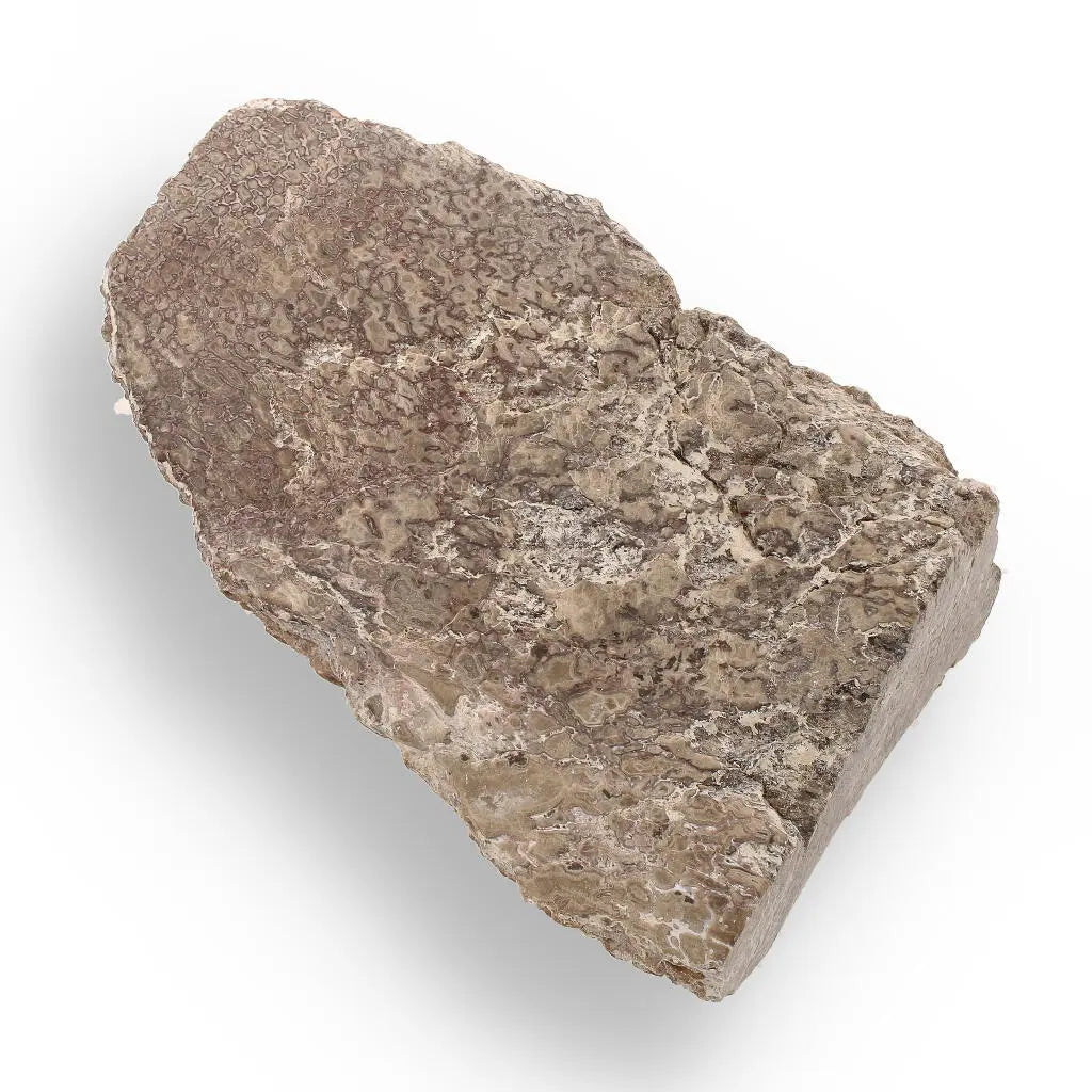Buy your Timeless Sauropod Fossil, Polished Perfection online now or in store at Forever Gems in Franschhoek, South Africa