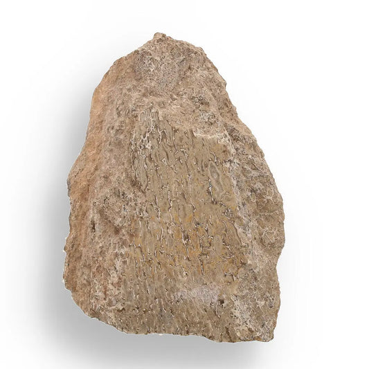 Buy your 160 Million-Year-Old Sauropod Bone Fragment online now or in store at Forever Gems in Franschhoek, South Africa