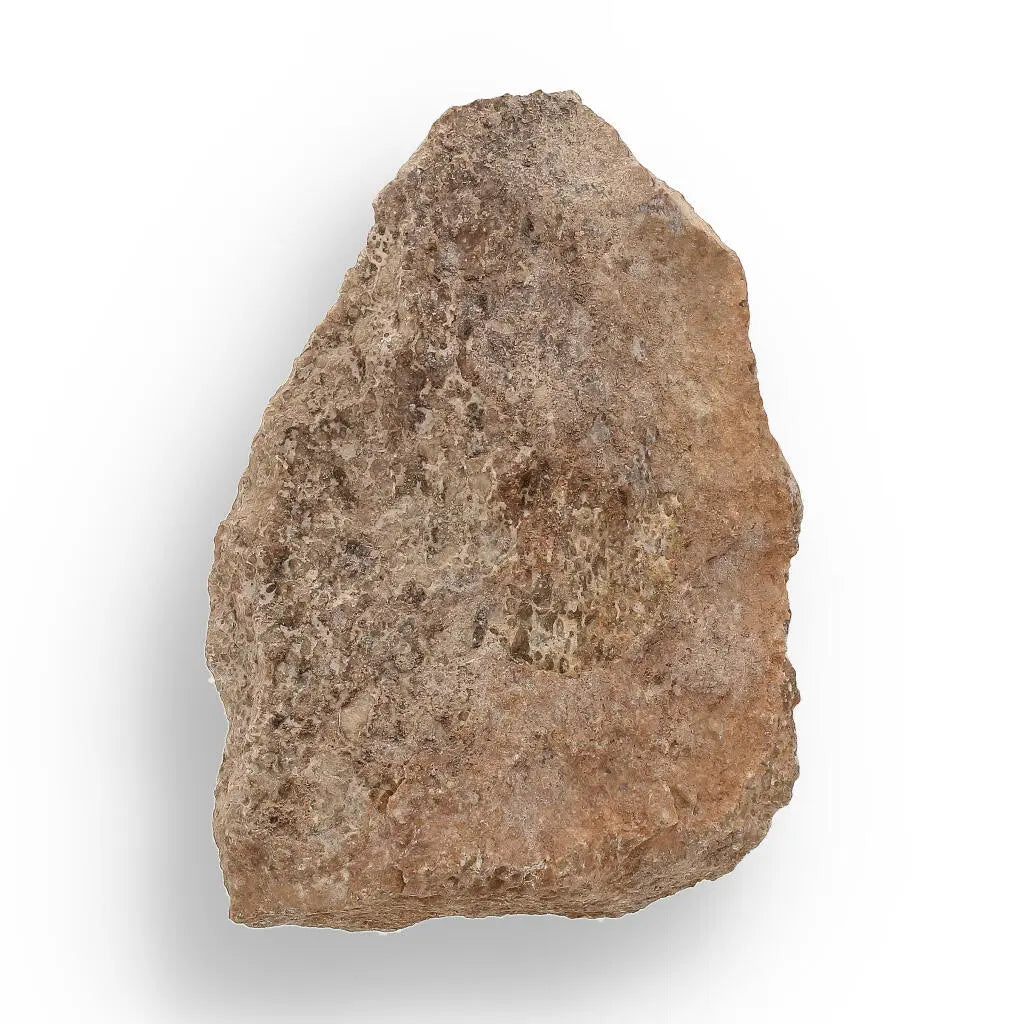 Buy your 160 Million-Year-Old Sauropod Bone Fragment online now or in store at Forever Gems in Franschhoek, South Africa