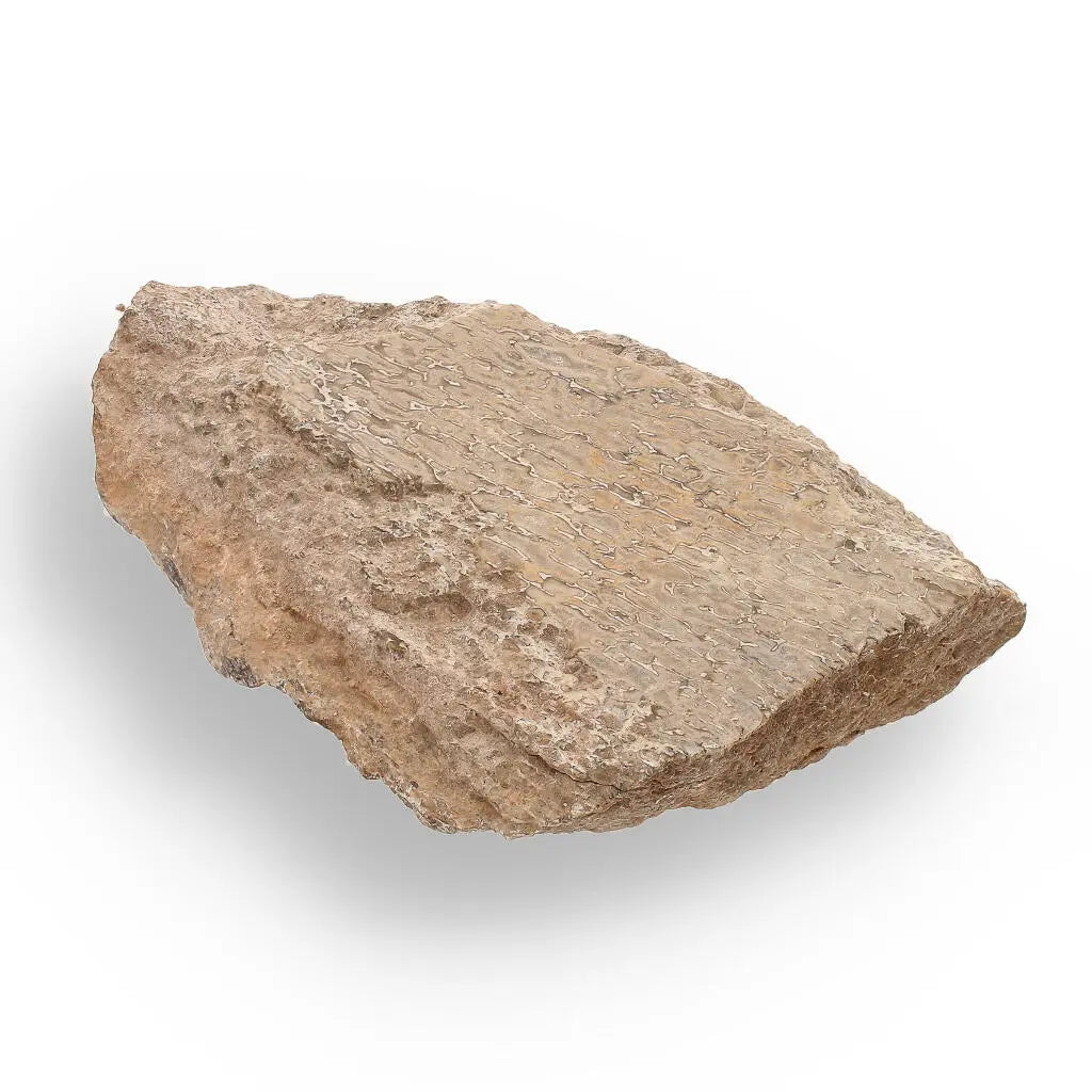 Buy your 160 Million-Year-Old Sauropod Bone Fragment online now or in store at Forever Gems in Franschhoek, South Africa
