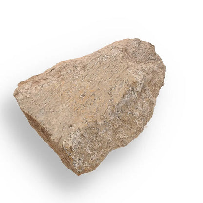 Buy your 160 Million-Year-Old Sauropod Bone Fragment online now or in store at Forever Gems in Franschhoek, South Africa