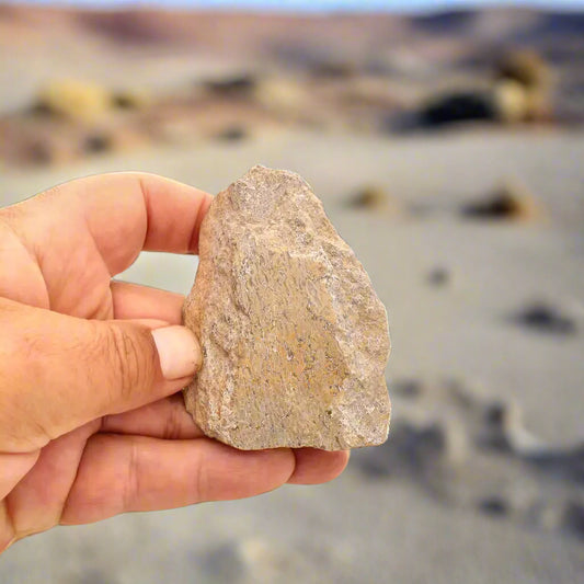 Buy your 160 Million-Year-Old Sauropod Bone Fragment online now or in store at Forever Gems in Franschhoek, South Africa