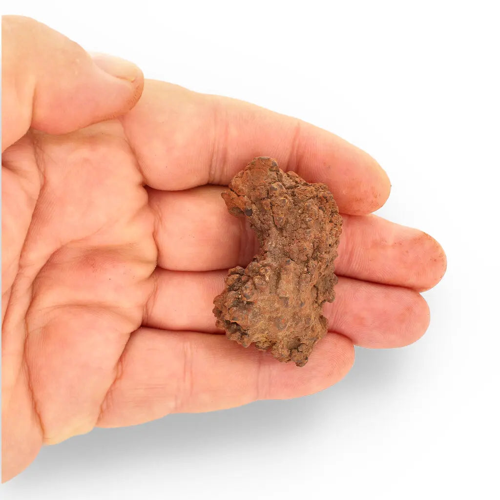 Get your Coprolite - Real Prehistoric Turtle Poo, Mahajanga Province online now or in store at Forever Gems in Franschhoek, South Africa
