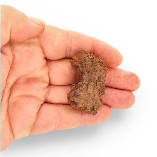 Get your Coprolite - Real Prehistoric Turtle Poo, Mahajanga Province online now or in store at Forever Gems in Franschhoek, South Africa