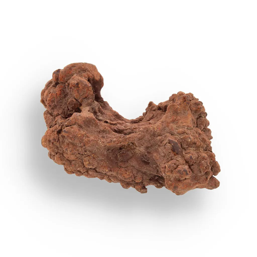 Get your Coprolite - Real Prehistoric Turtle Poo, Mahajanga Province online now or in store at Forever Gems in Franschhoek, South Africa