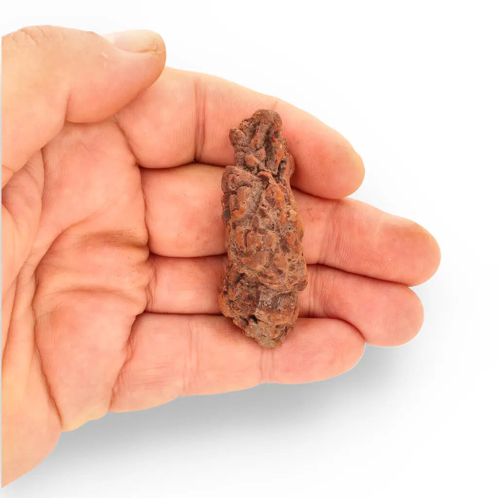 Get your Coprolite Madagascar: Fossilized Turtle Poo from Prehistory online now or in store at Forever Gems in Franschhoek, South Africa