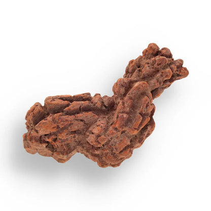 Get your Coprolite Madagascar: Fossilized Turtle Poo from Prehistory online now or in store at Forever Gems in Franschhoek, South Africa