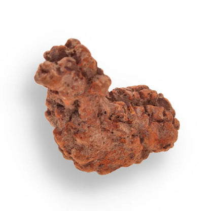 Get your Coprolite Madagascar: Fossilized Turtle Poo from Prehistory online now or in store at Forever Gems in Franschhoek, South Africa