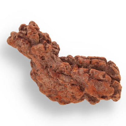 Get your Coprolite Madagascar: Fossilized Turtle Poo from Prehistory online now or in store at Forever Gems in Franschhoek, South Africa