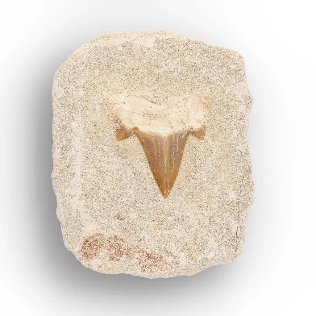 Get your Small Otodus Obliquus Shark Tooth Fossil online now or in store at Forever Gems in Franschhoek, South Africa