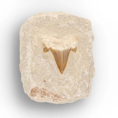 Get your Small Otodus Obliquus Shark Tooth Fossil online now or in store at Forever Gems in Franschhoek, South Africa