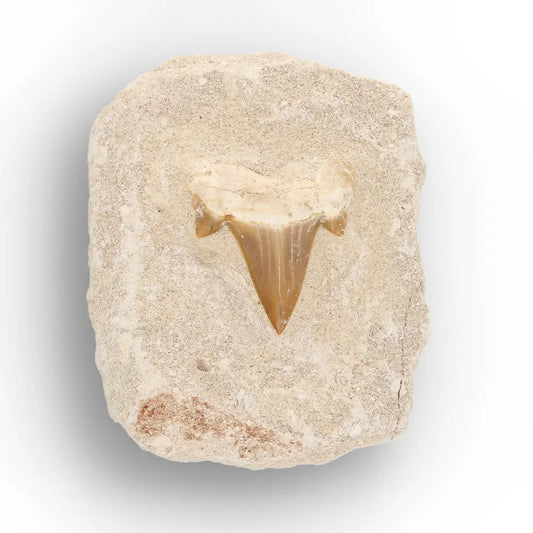 Get your Small Otodus Obliquus Shark Tooth Fossil online now or in store at Forever Gems in Franschhoek, South Africa