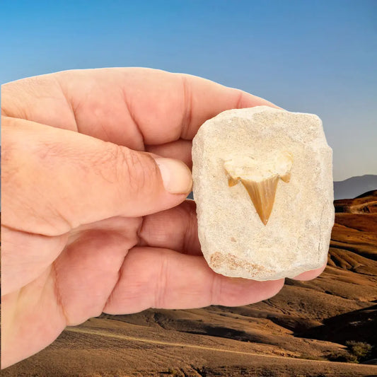 Get your Small Otodus Obliquus Shark Tooth Fossil online now or in store at Forever Gems in Franschhoek, South Africa