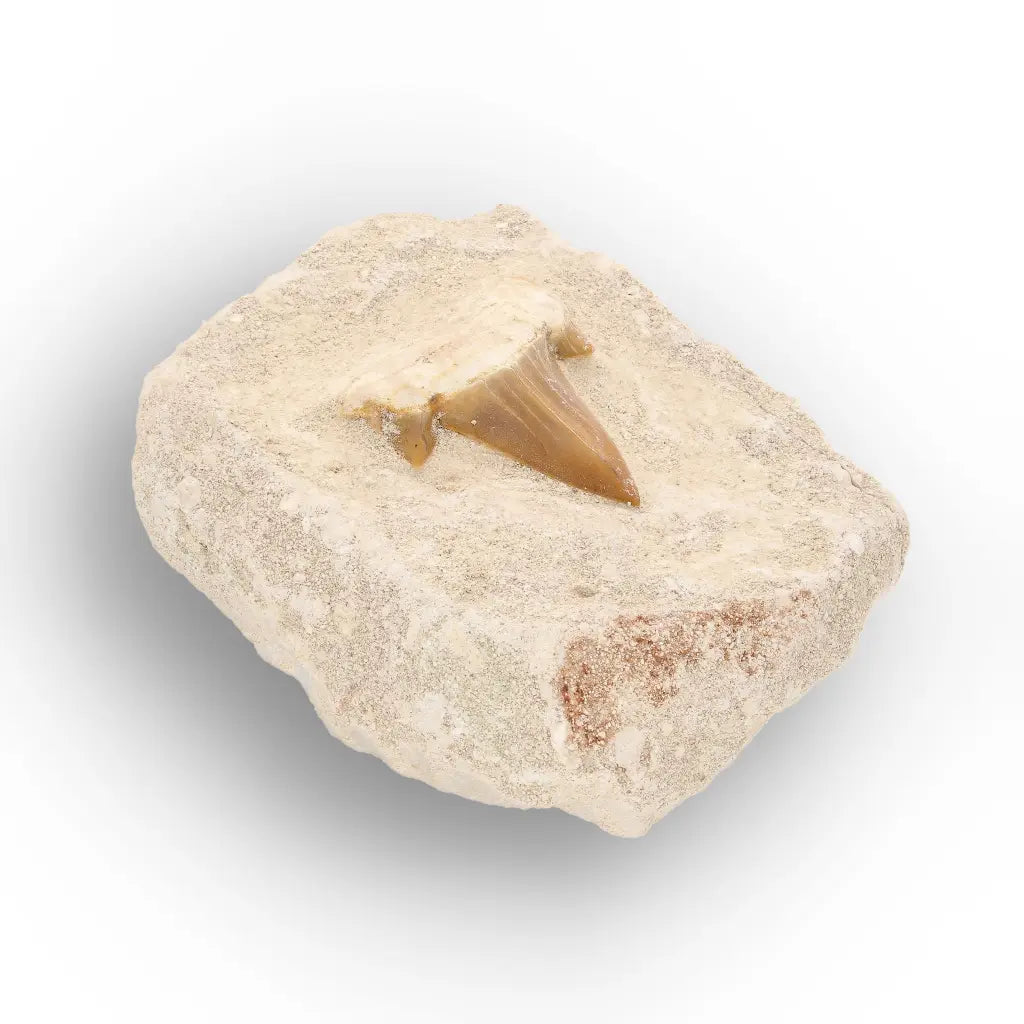 Get your Small Otodus Obliquus Shark Tooth Fossil online now or in store at Forever Gems in Franschhoek, South Africa