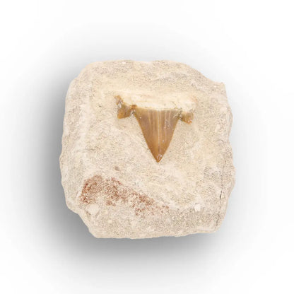 Get your Small Otodus Obliquus Shark Tooth Fossil online now or in store at Forever Gems in Franschhoek, South Africa