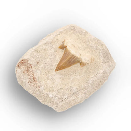 Get your Small Otodus Obliquus Shark Tooth Fossil online now or in store at Forever Gems in Franschhoek, South Africa