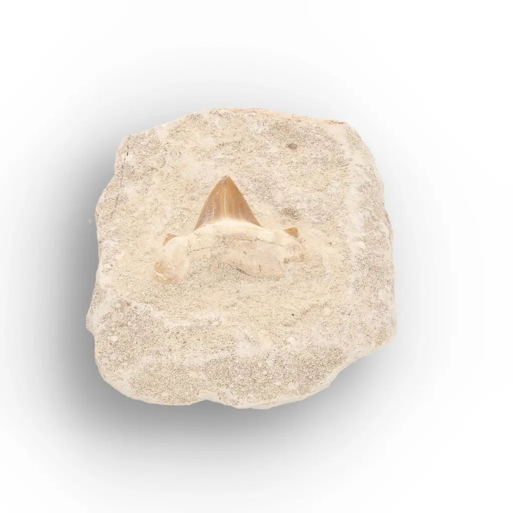 Get your Small Otodus Obliquus Shark Tooth Fossil online now or in store at Forever Gems in Franschhoek, South Africa