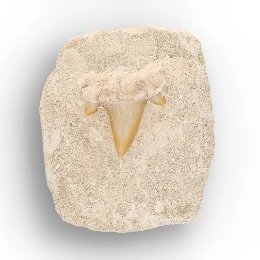 Get your Authentic Otodus Obliquus Tooth on Matrix online now or in store at Forever Gems in Franschhoek, South Africa
