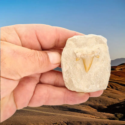 Get your Authentic Otodus Obliquus Tooth on Matrix online now or in store at Forever Gems in Franschhoek, South Africa