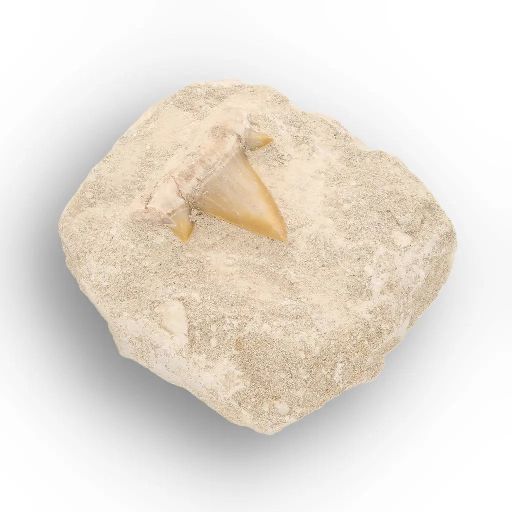 Get your Authentic Otodus Obliquus Tooth on Matrix online now or in store at Forever Gems in Franschhoek, South Africa