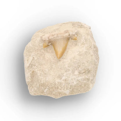 Get your Authentic Otodus Obliquus Tooth on Matrix online now or in store at Forever Gems in Franschhoek, South Africa