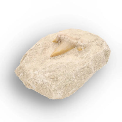Get your Authentic Otodus Obliquus Tooth on Matrix online now or in store at Forever Gems in Franschhoek, South Africa