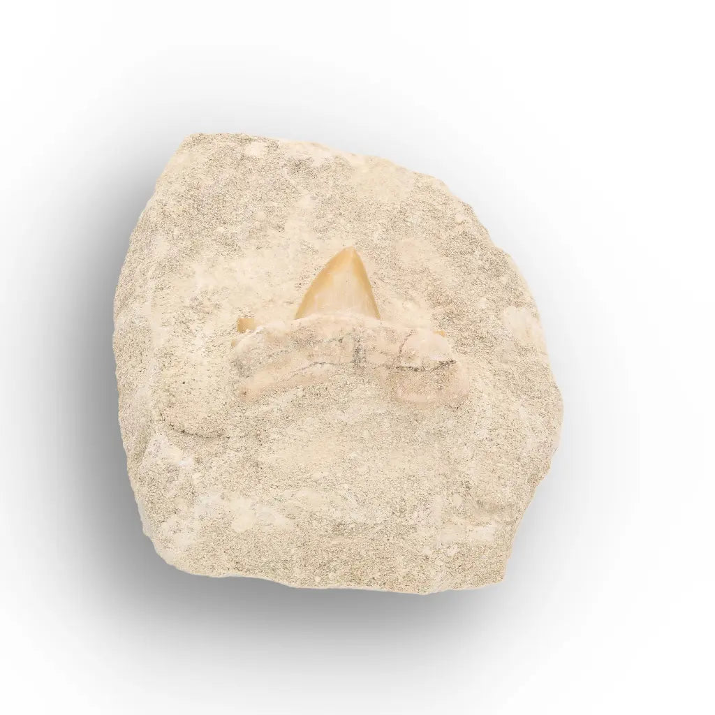 Get your Authentic Otodus Obliquus Tooth on Matrix online now or in store at Forever Gems in Franschhoek, South Africa