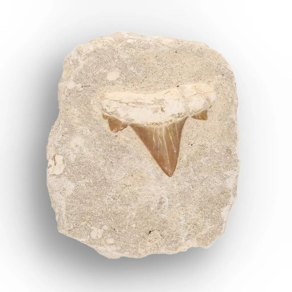 Get your Prehistoric Shark Tooth Fossil on Matrix Morocco online now or in store at Forever Gems in Franschhoek, South Africa