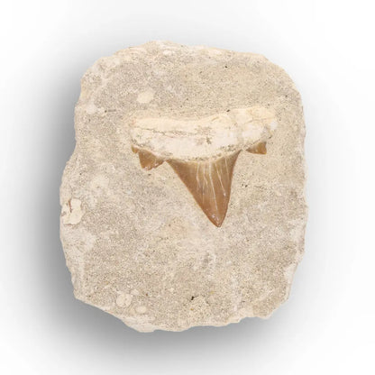 Get your Prehistoric Shark Tooth Fossil on Matrix Morocco online now or in store at Forever Gems in Franschhoek, South Africa
